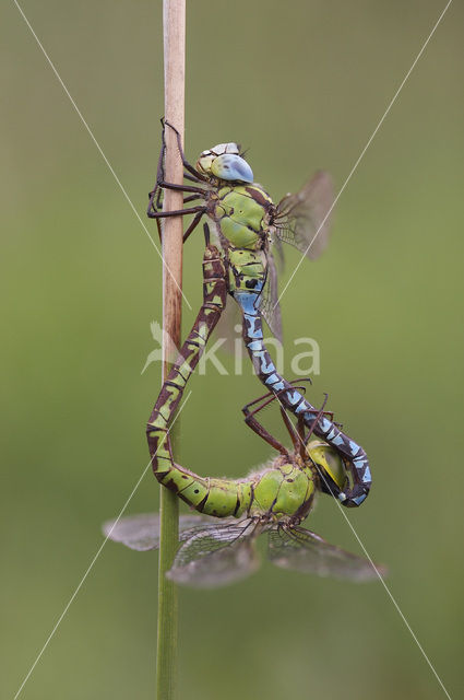 Groene glazenmaker (Aeshna viridis)