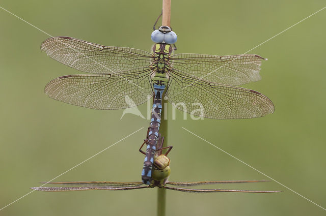 Groene glazenmaker (Aeshna viridis)