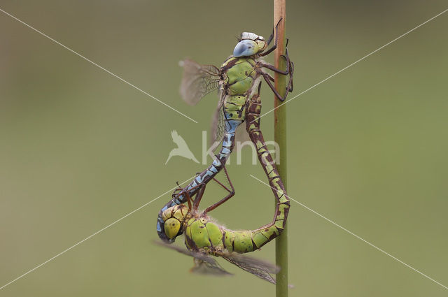 Groene glazenmaker (Aeshna viridis)