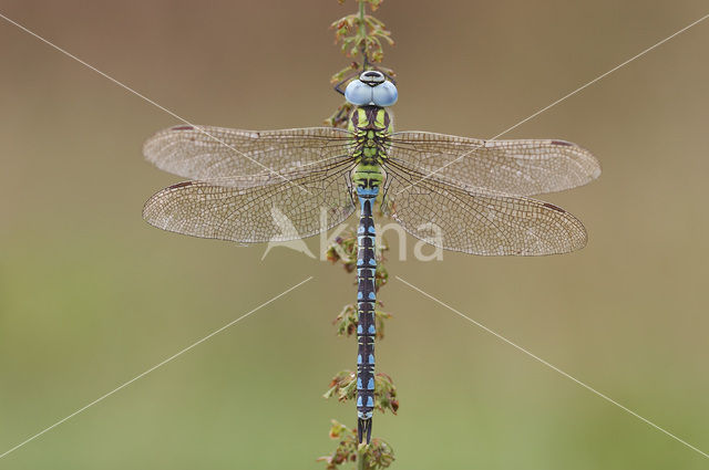 Groene glazenmaker (Aeshna viridis)