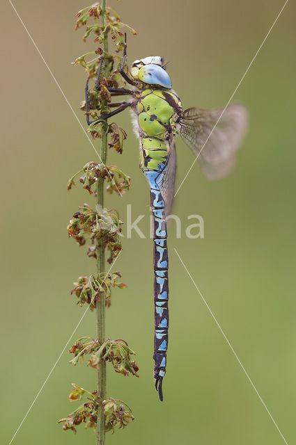 Groene glazenmaker (Aeshna viridis)