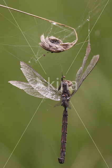 Groene glazenmaker (Aeshna viridis)