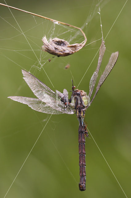 Groene glazenmaker (Aeshna viridis)