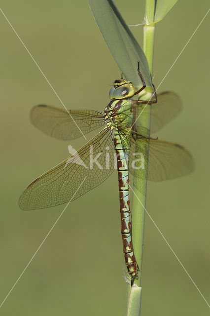 Groene glazenmaker (Aeshna viridis)