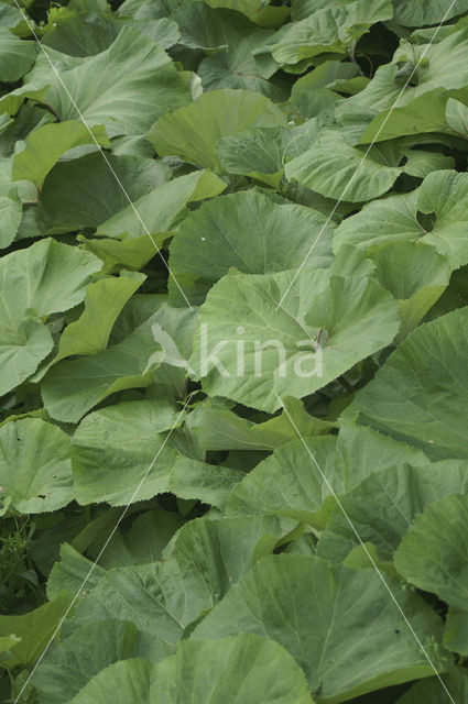 Groot hoefblad (Petasites hybridus)