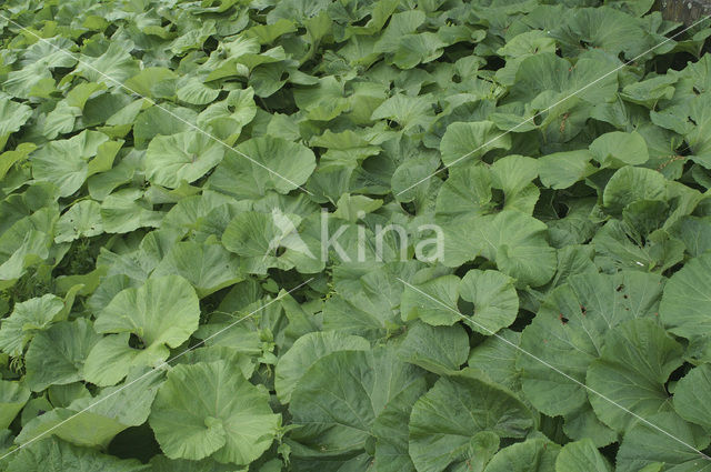 Groot hoefblad (Petasites hybridus)