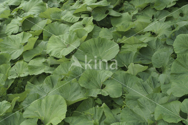 Groot hoefblad (Petasites hybridus)