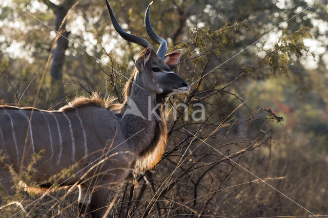 Grote koedoe (Tragelaphus strepsiceros)