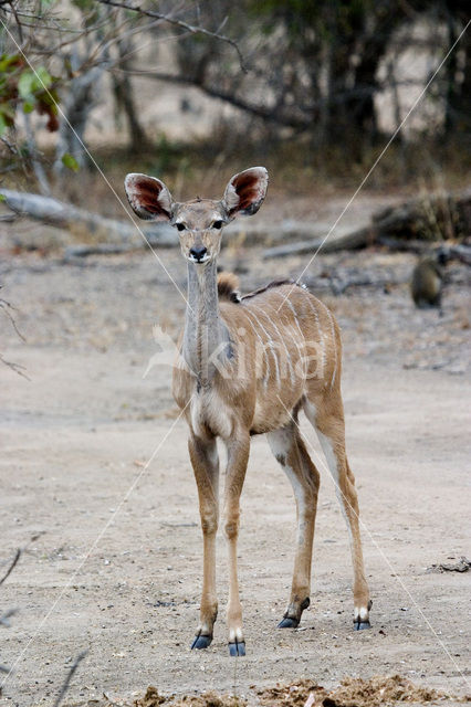 Grote koedoe (Tragelaphus strepsiceros)