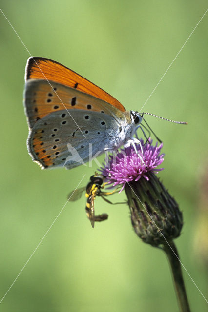 Grote vuurvlinder (Lycaena dispar)