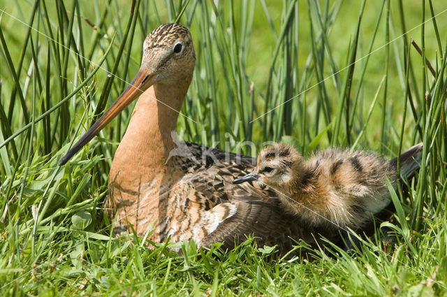 Grutto (Limosa limosa)