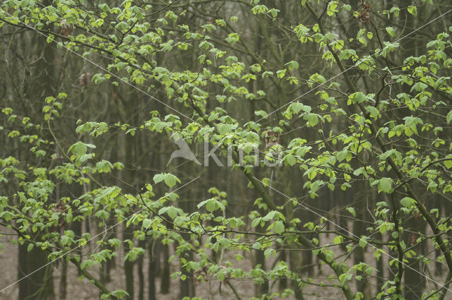 Haagbeuk (Carpinus betulus)