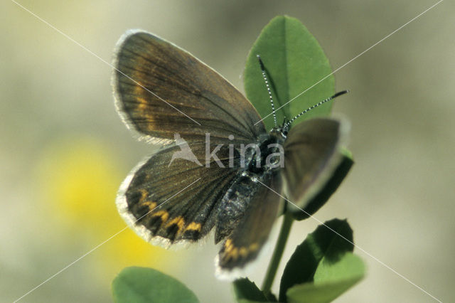 Heideblauwtje (Plebejus argus)