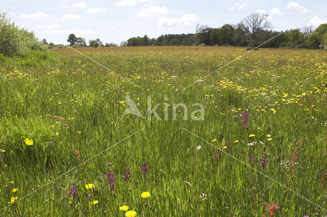 IJle Moerasorchis (Orchis laxiflora)