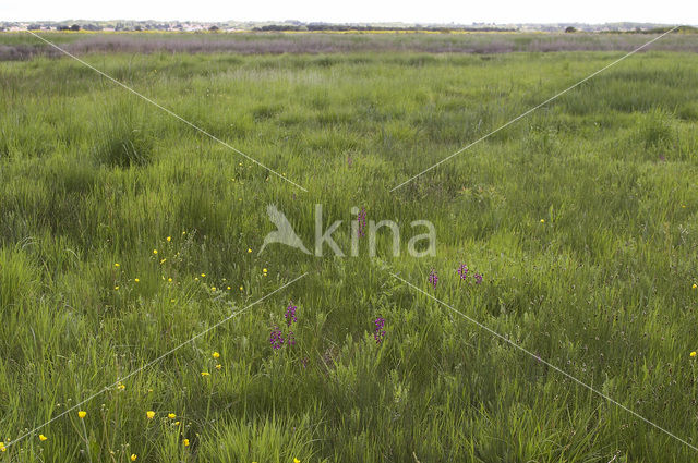 IJle Moerasorchis (Orchis laxiflora)