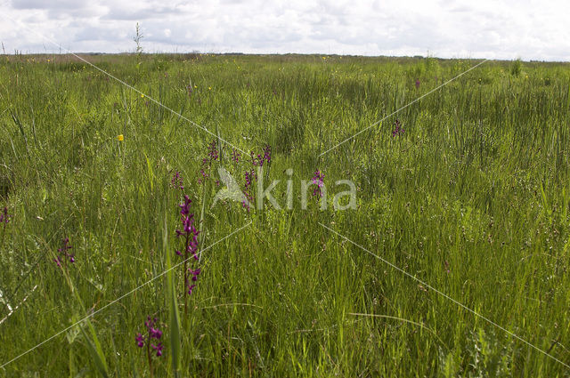 IJle Moerasorchis (Orchis laxiflora)