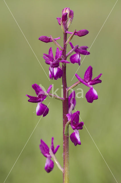 IJle Moerasorchis (Orchis laxiflora)