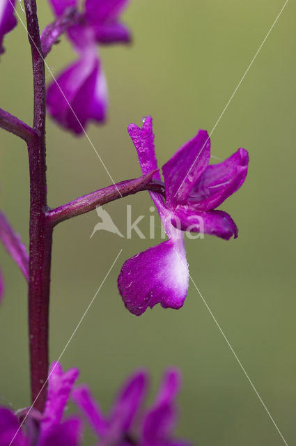 IJle Moerasorchis (Orchis laxiflora)