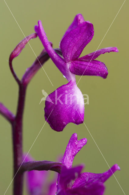 IJle Moerasorchis (Orchis laxiflora)