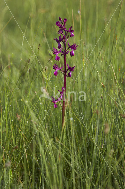 Lax-flowered Orchid (Orchis laxiflora)