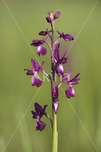 IJle Moerasorchis (Orchis laxiflora)