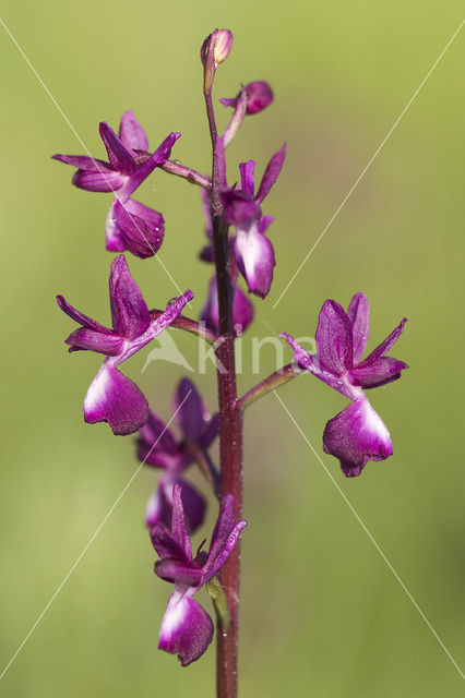 IJle Moerasorchis (Orchis laxiflora)