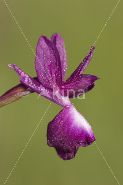 IJle Moerasorchis (Orchis laxiflora)