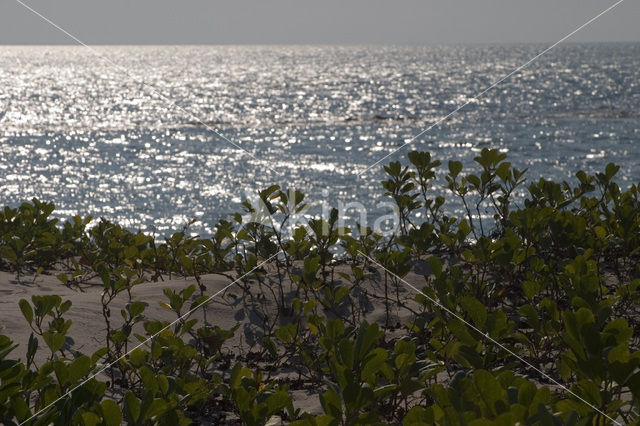 Ilha do Paraiso