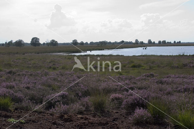 Internationaal Natuurpark Bourtanger Moor-Bargerveen