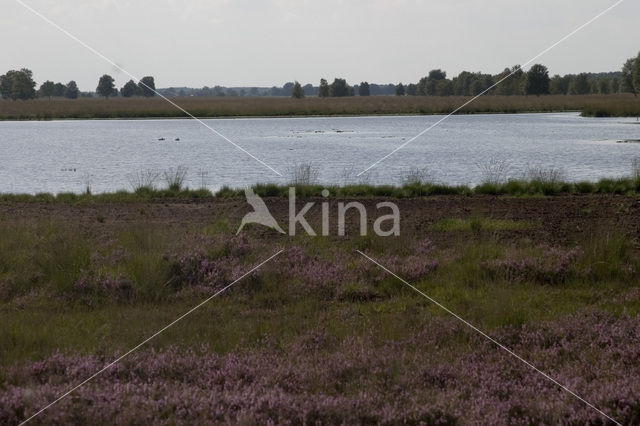 Internationaal Natuurpark Bourtanger Moor-Bargerveen