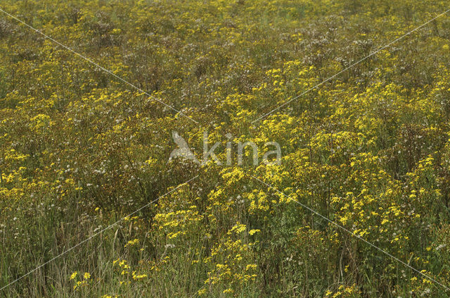 Jacobskruiskruid (Jacobaea vulgaris)