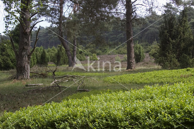 common juniper (Juniperus communis)