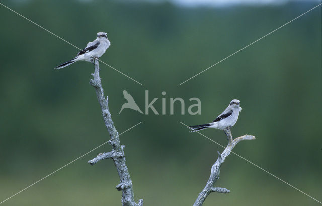 Klapekster (Lanius excubitor)