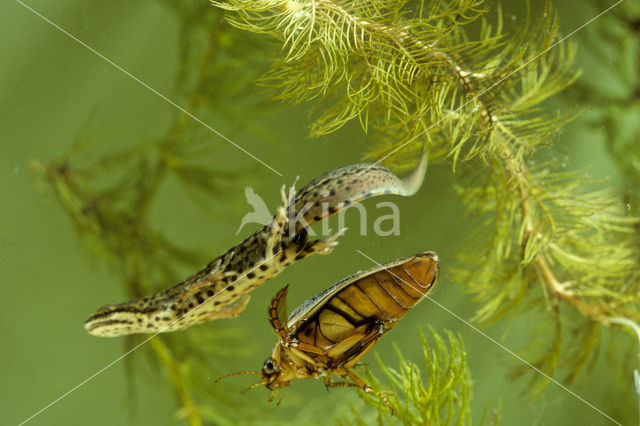 Kleine watersalamander (Triturus vulgaris)