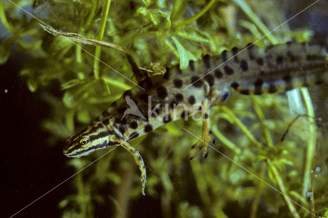 Kleine watersalamander (Triturus vulgaris)