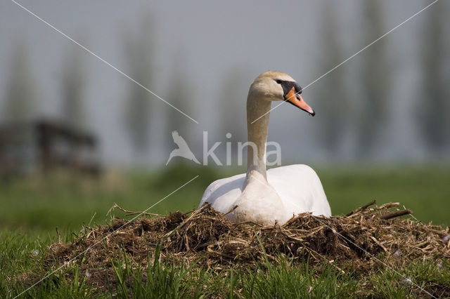 Knobbelzwaan (Cygnus olor)