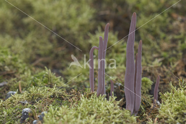 Knotszwam (Clavaria purpurea)