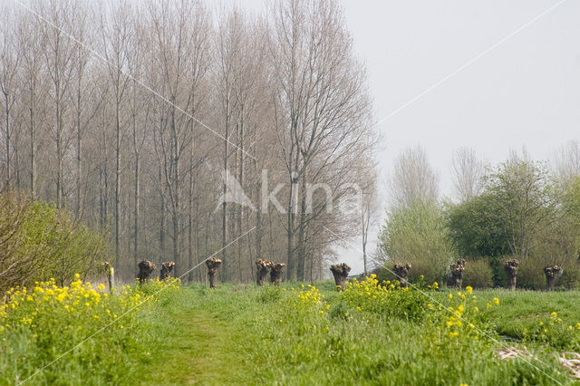 Knotwilg (Salix alba)