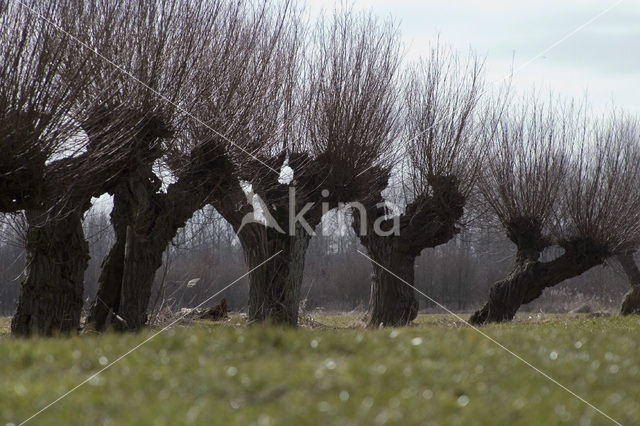 Knotwilg (Salix alba)