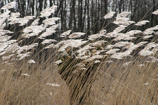 Knotwilg (Salix alba)