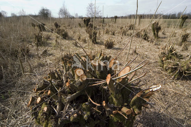 Knotwilg (Salix alba)