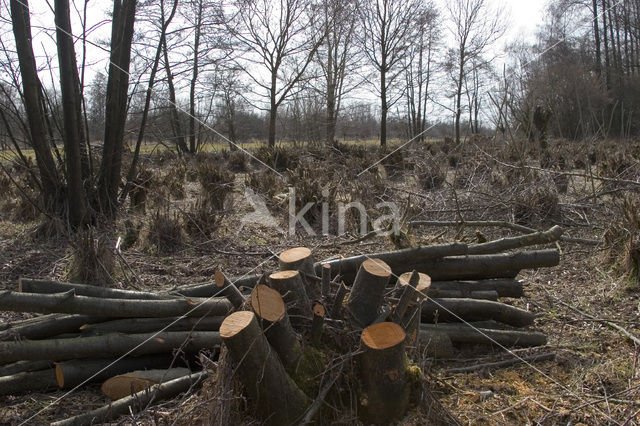 Knotwilg (Salix alba)