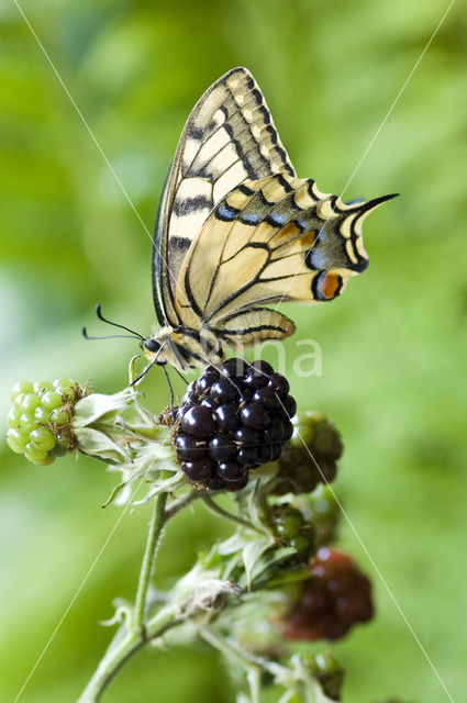 Koninginnepage (Papilio machaon)