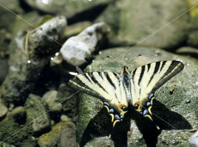 Koningspage (Iphiclides podalirius)