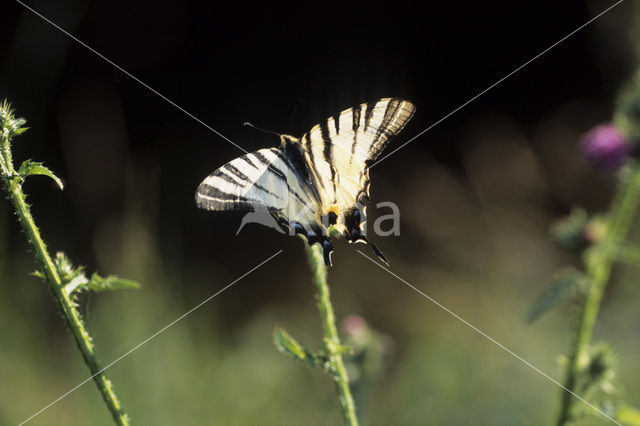 Koningspage (Iphiclides podalirius)