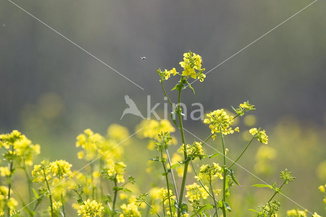 Koolzaad (Brassica napus)