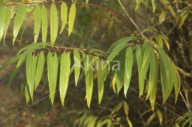 Kraakwilg (Salix fragilis)