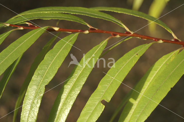 Kraakwilg (Salix fragilis)