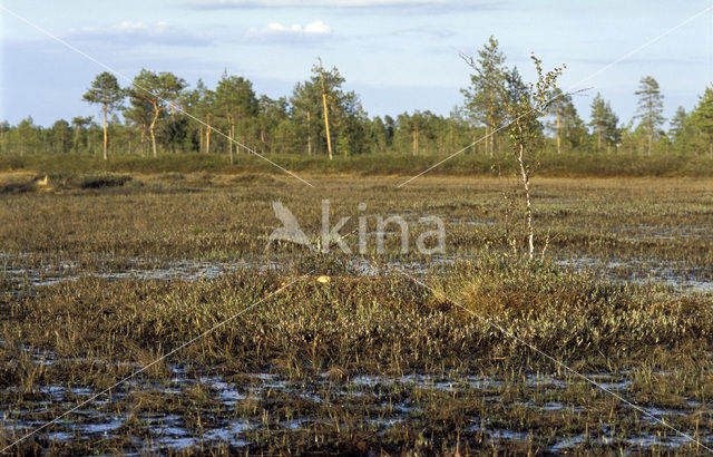 Kraanvogel (Grus grus)