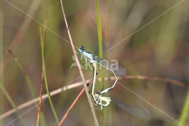 Lantaarntje (Ischnura elegans)